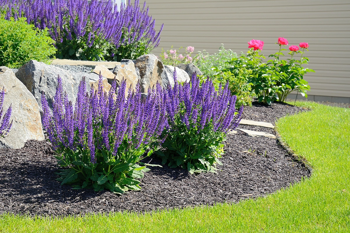 freshly-planted-lavender-bushes-in-front-yard