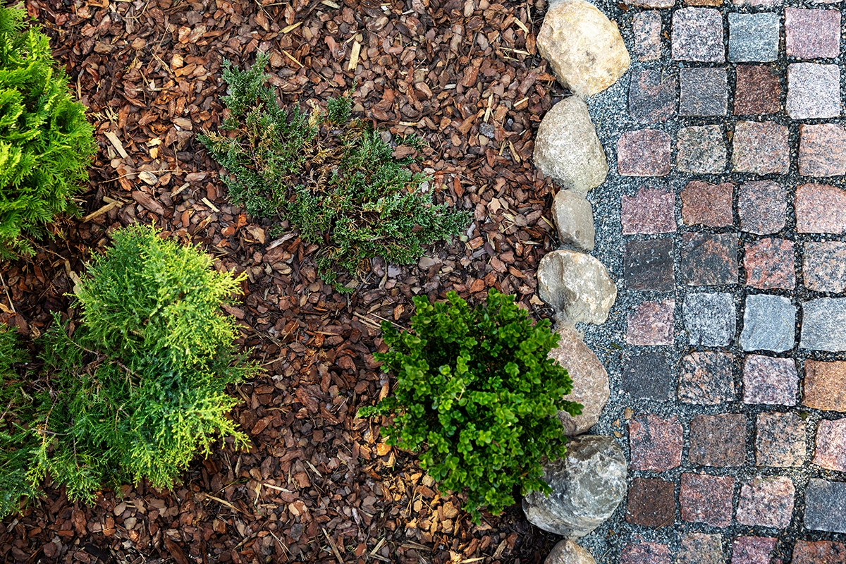 image-from-above-showing-plants-surrounded-by-fresh-mulch
