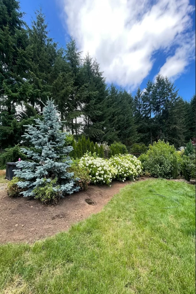 newly-fresh-landscaping-with-small-pine-tree-and-white-rose-bushes