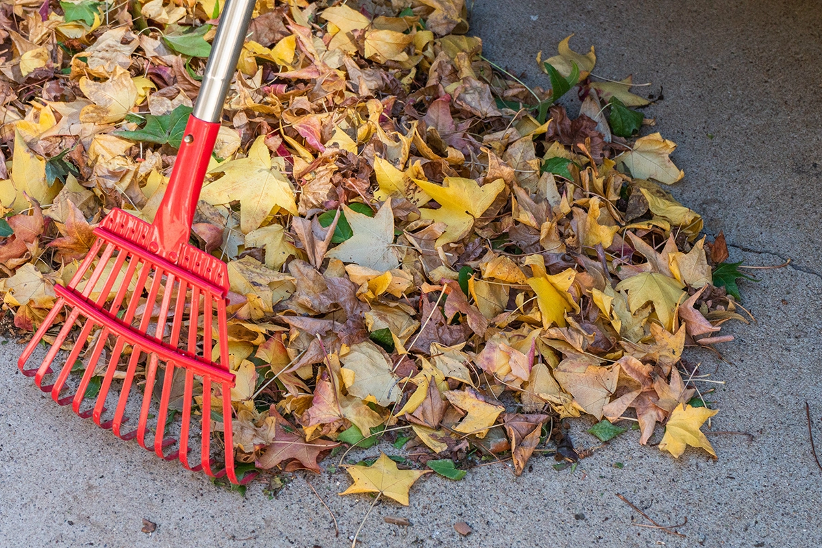 rake-next-to-pile-of-leaves